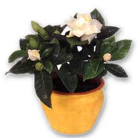 Blooming Gardenia