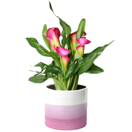 Pink Grace Calla Lily
