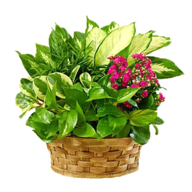 Seasonal Plant Variety Basket