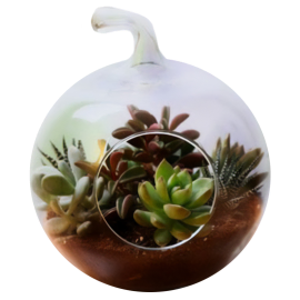 Desert Oasis Terrarium