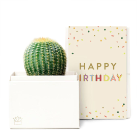 Birthday Cheer Succulent Set