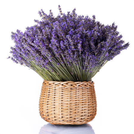 Grand bouquet de lavande