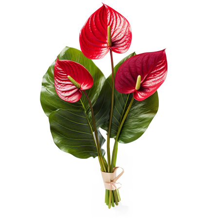Bouquet d&#39;Anthurium rouge