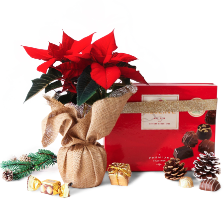 Plante Poinsettia et chocolats de vacances