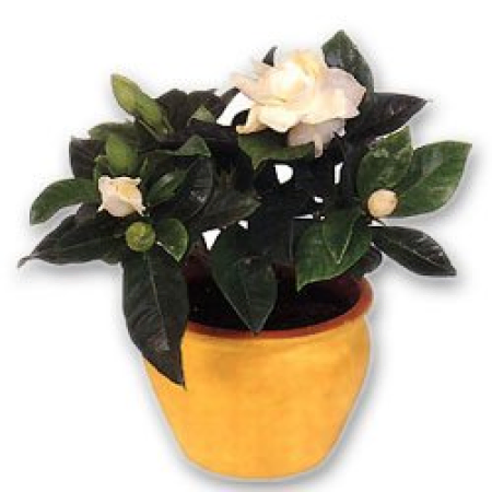 Floraison Gardenia