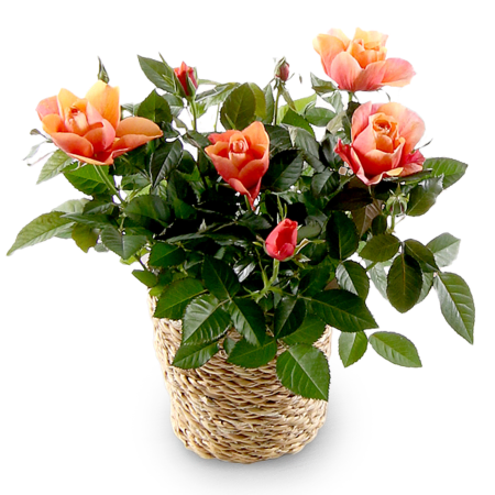 Panier de charme aux agrumes