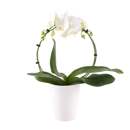 Affichage floral de sophistication simple