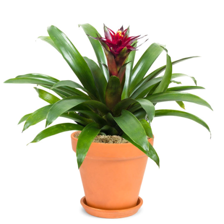 Gusmania célibataire