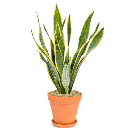 Sancyveria célibataire