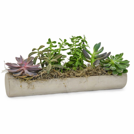 Superbes succulentes