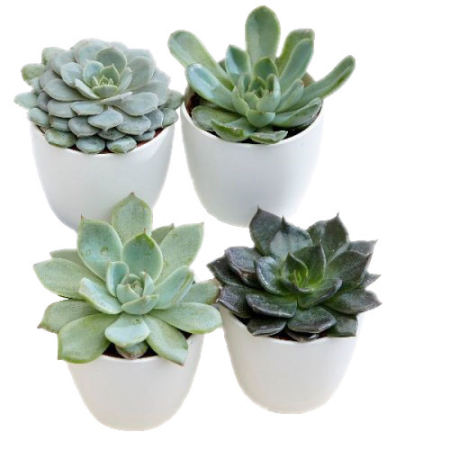 Succa pour succulentes