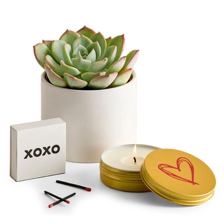 Linen Glow Succulent Gift Set