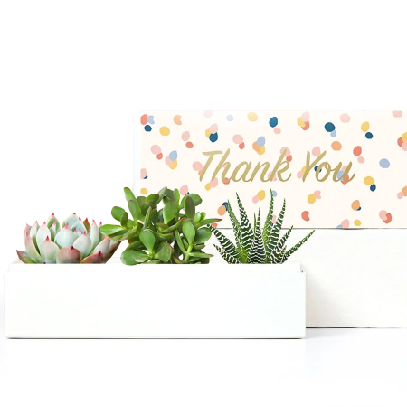 Doux sur les plantes succulentes